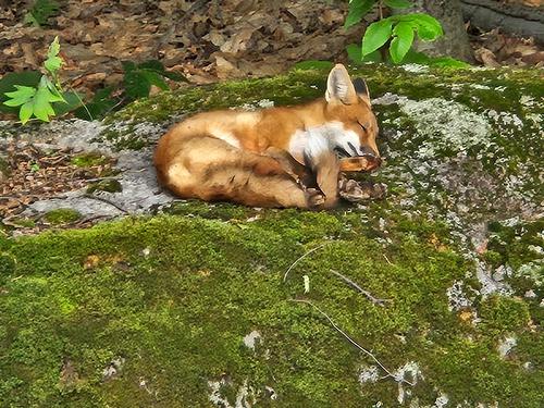 Exterior - 700 Mtée De L'Adret, Sainte-Adèle, QC - Outdoor