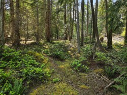 568 Aya Reach Rd  Mayne Island, BC V0N 2J1