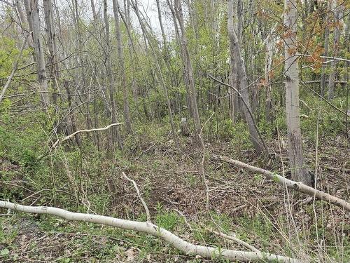 Lot 2 Brook Street, Trenton, NS 