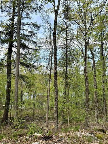00 Birchview Road, Douro-Dummer, ON 