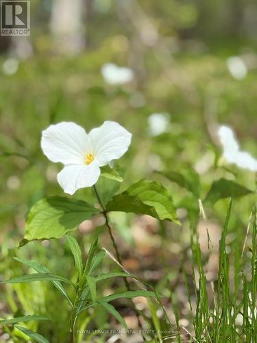 00 Birchview Road, Douro-Dummer, ON 