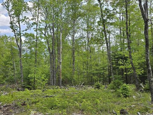 Lot 24-6 East Clifford Road, East Clifford, NS 