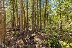 PT FARM LOT 4 CHI SIN TIB DEK ROAD  Northern Bruce Peninsula, ON N0H 2R0