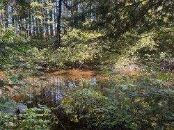 Bord de l'eau - 