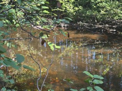 Bord de l'eau - 