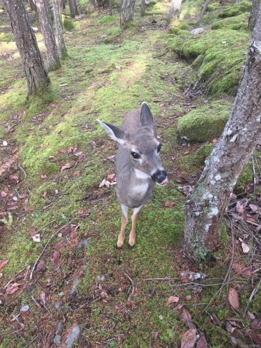 228 Ling Cod Lane, Mudge Island, BC 