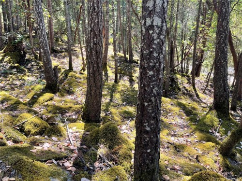 228 Ling Cod Lane, Mudge Island, BC 