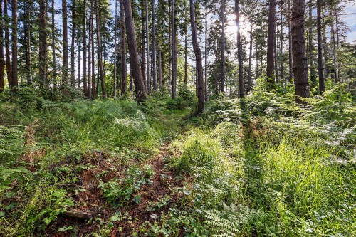 348 Lazo Rd, Comox, BC 