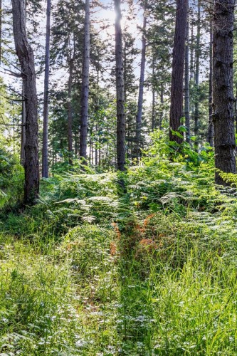 348 Lazo Rd, Comox, BC 