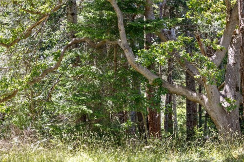 348 Lazo Rd, Comox, BC 