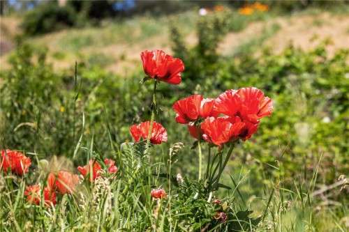 348 Lazo Rd, Comox, BC 