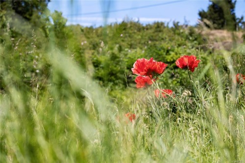 348 Lazo Rd, Comox, BC 