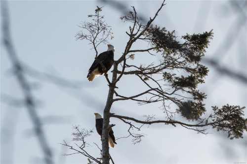 348 Lazo Rd, Comox, BC 