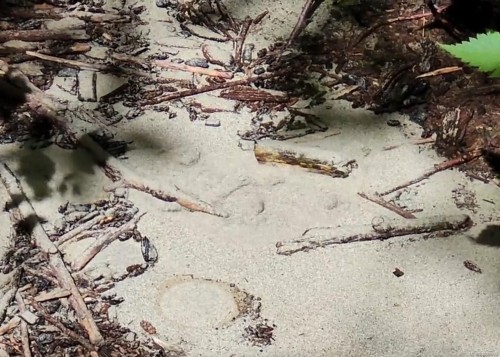 1075 Spider Lake Rd, Qualicum Beach, BC 