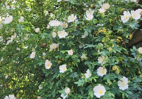 1075 Spider Lake Rd, Qualicum Beach, BC 