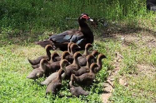 1075 Spider Lake Rd, Qualicum Beach, BC 