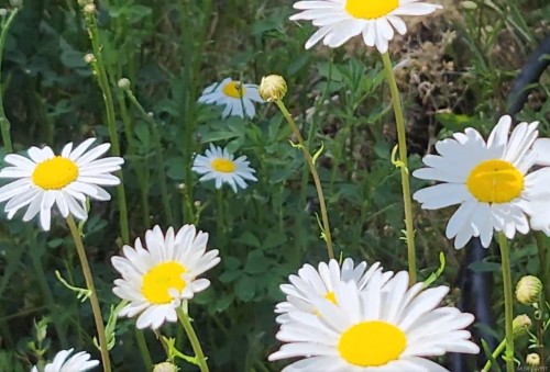 1075 Spider Lake Rd, Qualicum Beach, BC 