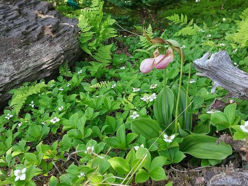 Lot 22 Kopylov Lane, Kempt Road, NS 