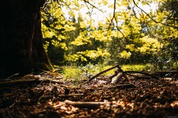 Lt 8 Sitka Grove  Gabriola Island, BC V0R 1X0