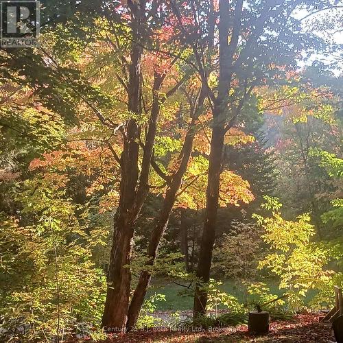 767 Poplar Crescent, Bracebridge (Macaulay), ON - Outdoor With View