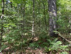 0 FOREST LAKE ROAD  Joly, ON P0A 1Z0