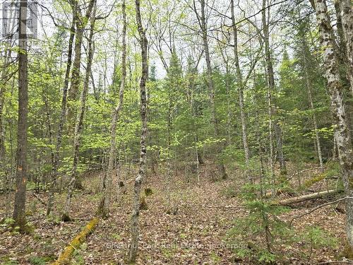 1397 Echo Ridge Road, Kearney, ON 