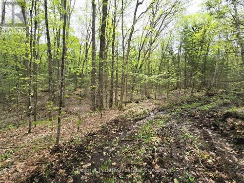 1397 Echo Ridge Road, Kearney, ON 