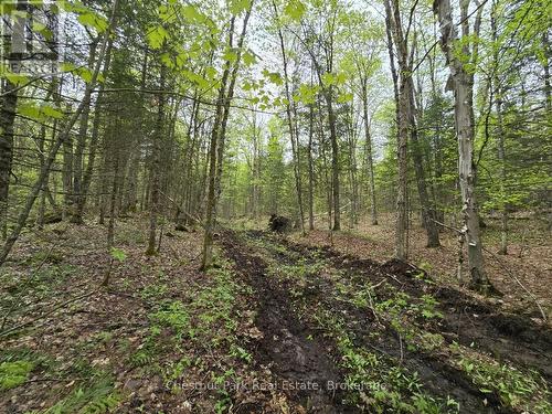 1397 Echo Ridge Road, Kearney, ON 