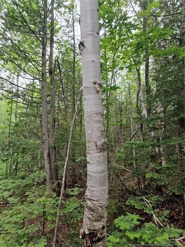 50.3 Acres Centenaire St, Lorne, NB 