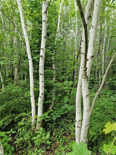 50.3 Acres Centenaire St, Lorne, NB 