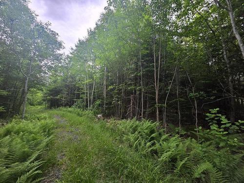 Clark Road, Bear River, NS 