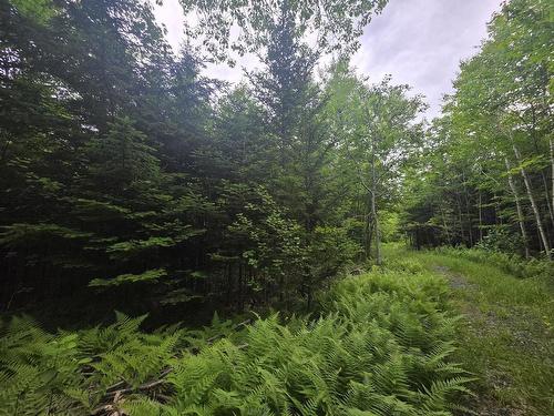 Clark Road, Bear River, NS 