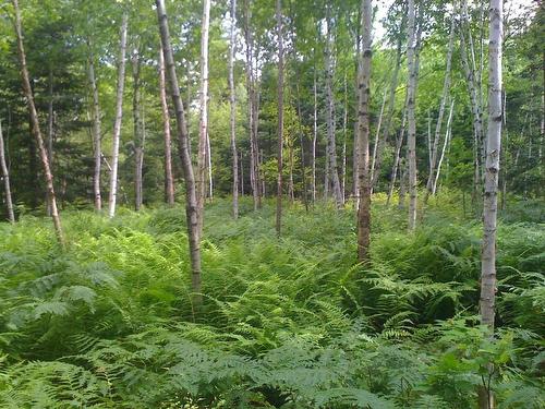 Acreage No 101 Highway, Ardoise, NS 