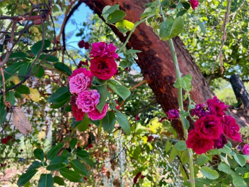 374 Nicol St, Nanaimo, BC 