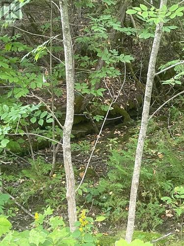 00 Adams-Cummings Road, Trent Lakes, ON 