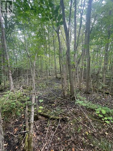 00 Adams-Cummings Road, Trent Lakes, ON 