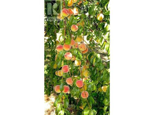 409 Polson Avenue, Enderby, BC 