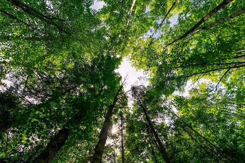Boisé - Ch. Olivier-Paradis, Labelle, QC 