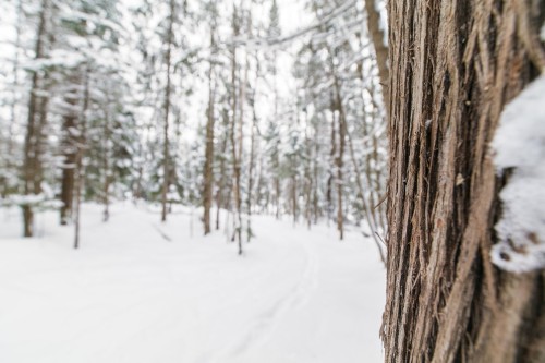 Terre/Terrain - Ch. Olivier-Paradis, Labelle, QC 