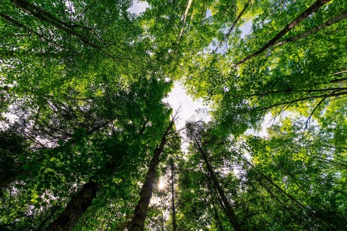Boisé - Ch. Olivier-Paradis, Labelle, QC 