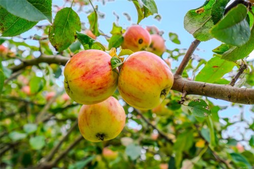 1675 Kelsie Rd, Nanaimo, BC 