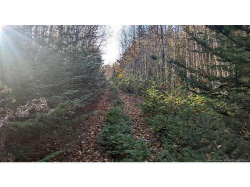 - Old Great Rd, Hopewell Cape, NB 