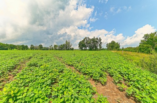 716450 1St Line N/A E, Mulmur, ON 