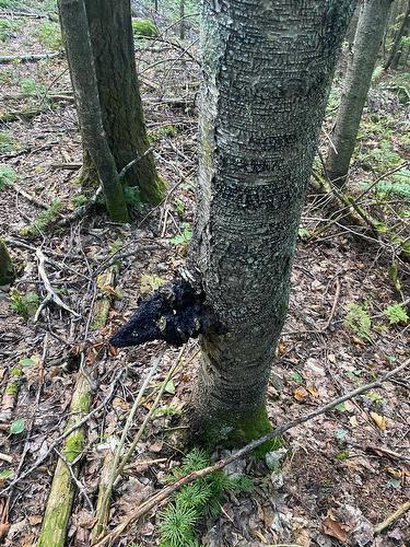 Boisé - Ch. De La Rouge, Arundel, QC 