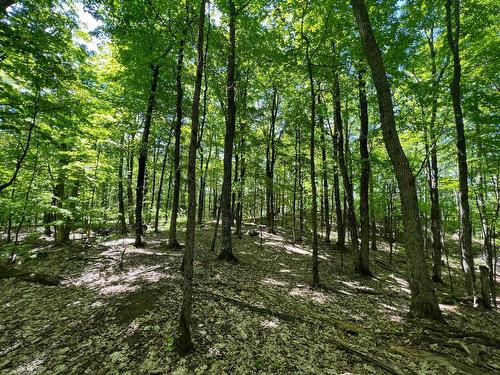 Boisé - Ch. De La Rouge, Arundel, QC 
