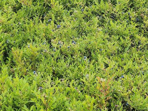 Acreage Colville Road, Ocean View, PE 