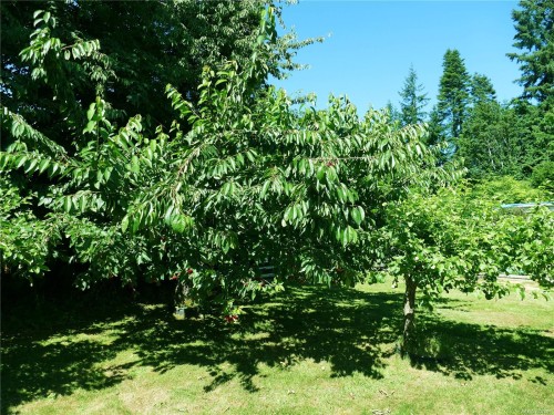 6637 Walker Frontage Rd, Fanny Bay, BC 