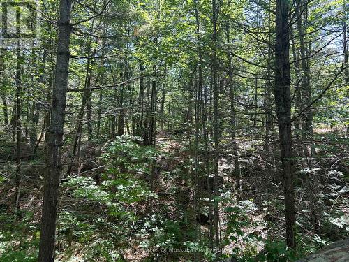 Lot 1 Bala Park Island, Muskoka Lakes (Medora), ON 