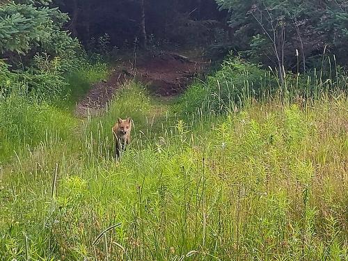 26 Acre 247 Highway, L'Ardoise, NS 