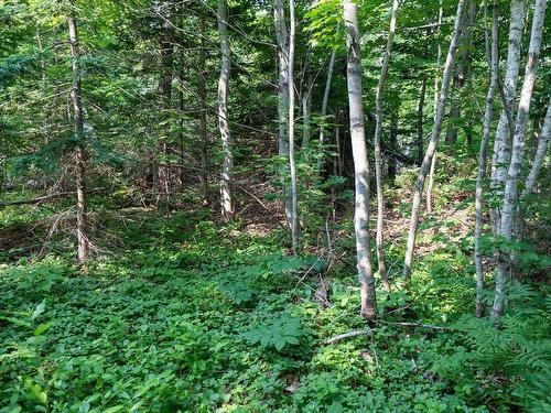 Lot Souris Line Road, Souris, PE 